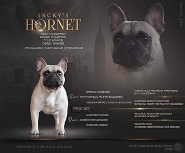 French bulldog kennel Srcky's oglasava muzjake za parenje ! Za sve