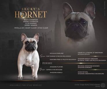 pudlice na prodaju: French bulldog kennel Srcky's oglasava muzjake za parenje ! Za sve — 1