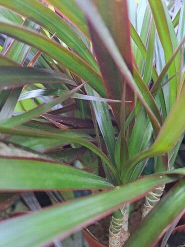 vuneni tepih cena: Filadendron Brasil sa prve i druge slike je 800, Dracena Marginata — 4