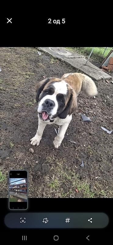 Oprema za kućne ljubimce: Bernardinac – mužjak - Rasa: Bernardinac (St. Bernard), krupan i — 3