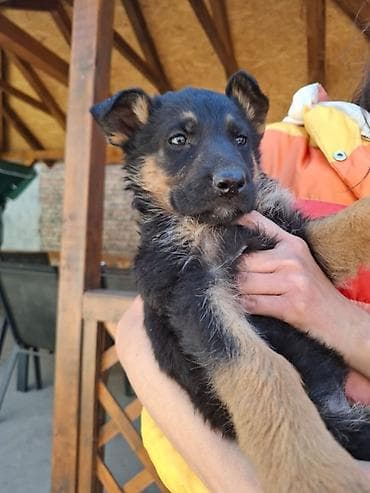 Na prodaju štenci Nemačkog Ovčara, uredno očišćeni od glista/parazita — 8