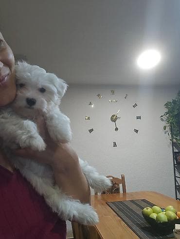 Pet Equipment & Accessories: Na prodaju premeden maltezer stene, starosti 2 meseca. Jako razigran — 3