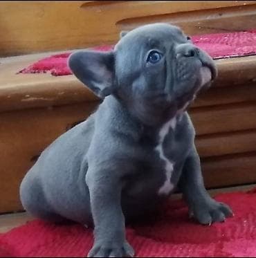 Francuski buldog štenci egzotične plave boje, dostupni dva muzijaka na lalafo.rs Francuski buldog štenci egzotične plave boje, dostupni dva muzijaka