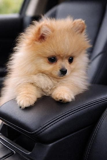 bordoška doga cena: Pomeranac zenkica. Dostupna prelepa ženkica pomeranca. Starosti 4 mes — 4