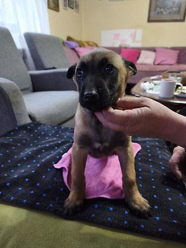 americki psi: Štene belgijskog ovčara malinoe - Starost 2 meseca - dva ženska — 2