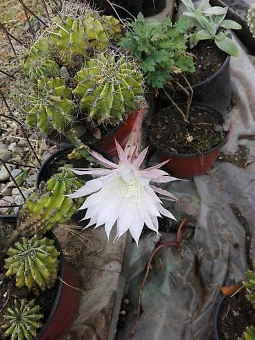 kaktus cena: Kaktusi — 5