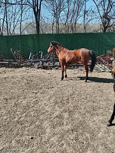 Konj – smeđi (bašak), snažne građe i pravilne konformacije. -