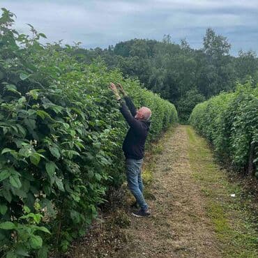 dihondra seme prodaja: Na prodaju sadnice maline stari Vilamet. Dugogodišnje porodično — 7