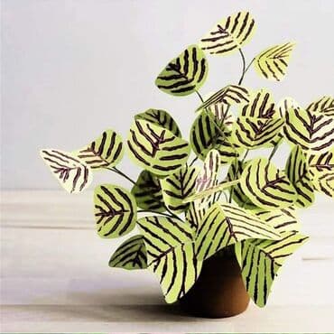 cena sadnice borovnice: Cena:650din/10 semenki — 7