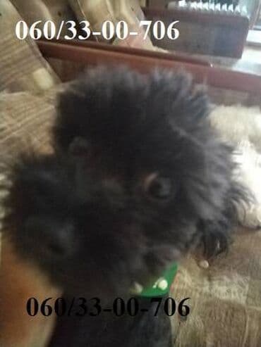 civave psi: Poklanjam Muško štene Maltipoo majka crna mala pudla, otac maltezer — 4