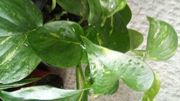 parkside seckalica za grane: Epipremnum, Zlatna Lozica, 50 centimetara duzina grane — 1
