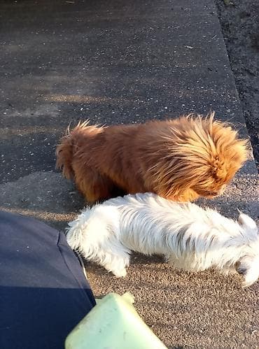 Pet Equipment & Accessories: Dve domaće kuće – mali psi različitih tipova dlake. - Pas 1 — 3