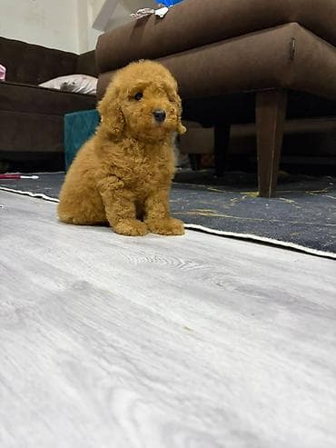 dog sel: U ponudi musko štene pudle, odgajano u kućnim uslovima uz nadzor — 1