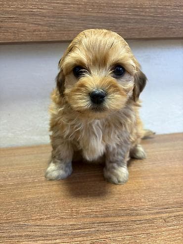 cau cau beli: Odgajivacnica Havanskih bisona Cuba Cotton Club predstavlja novo — 6