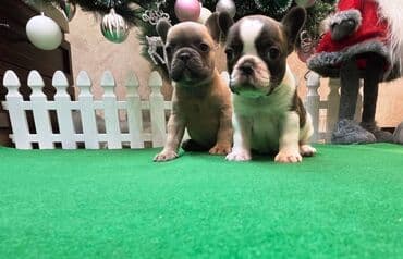 Dogs: Štenci francuskog buldoga. U novogodisnjoj ponudi sjajno leglo — 2