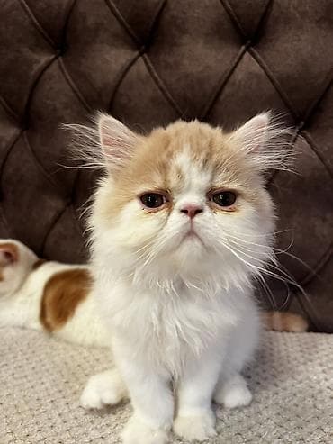 drvo maca: Na prodaju egzotični kratkodlaki mačići (Exotic Shorthair) — 1