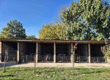 Cats: Jazavičar štenci U ponudi štenci jazavičara, starosti 2 meseca, dva — 6