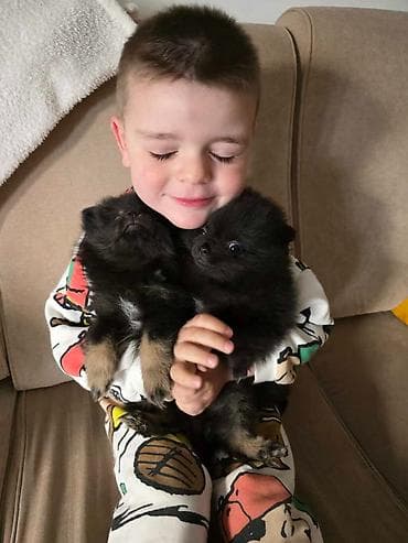 stafordi na poklon: Na prodaju preslatki pomeranci U naš dom su sasvim spontano stigle — 4