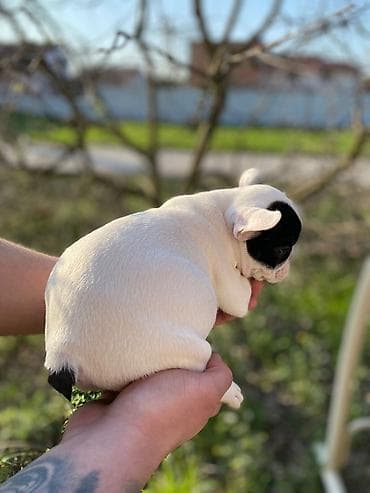 mali psi za stan cena: 🔥 TOP FRANCUSKI BULDOG ŠTENCI 🔥 Na prodaju vrhunski štenci francuskog — 3