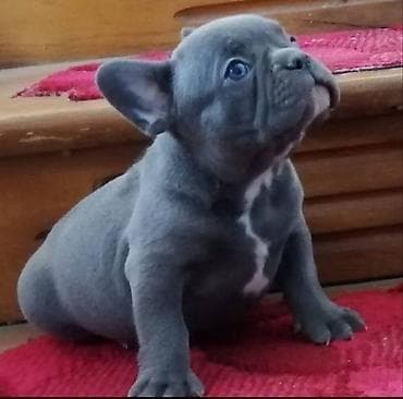 Francuski buldog štenci egzotičnih boja veseli umiljati, stručno