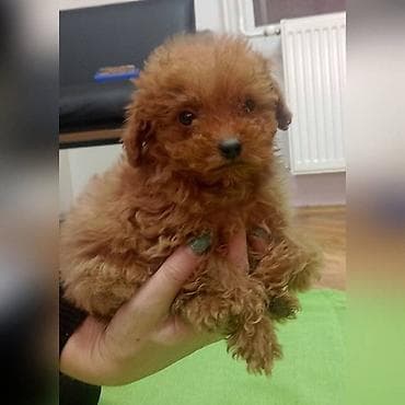 Dva ženska šteneta patuljaste pudle i jedno muško štene toy pudle