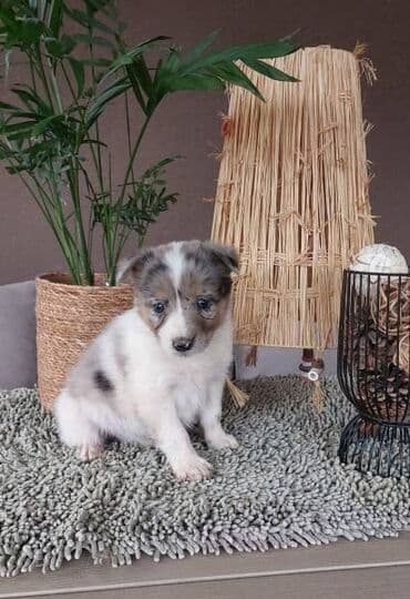 beli doberman cena: Border koli/collie štenci. Vakcinisani i očišćeni od parazita, 2 — 10