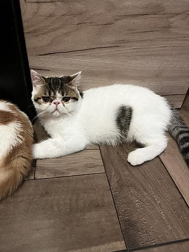 drvo maca: Na prodaju egzotični kratkodlaki mačići (Exotic Shorthair) — 9