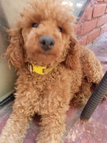 Psi: Patuljasta pudla, štene crvene boje, sa karakterističnom kovrdžavom na lalafo.rs Psi: Patuljasta pudla, štene crvene boje, sa karakterističnom kovrdžavom