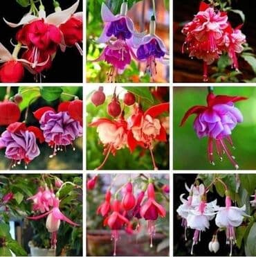 Semena i sadnice: Fuchsia
Cena 500din/100 semenki — 1
