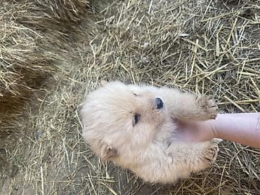 mesanac malinoa i nemackog ovcara: Štene mesanci otac zlatni retriver retrivera tek prijeli nisu — 6