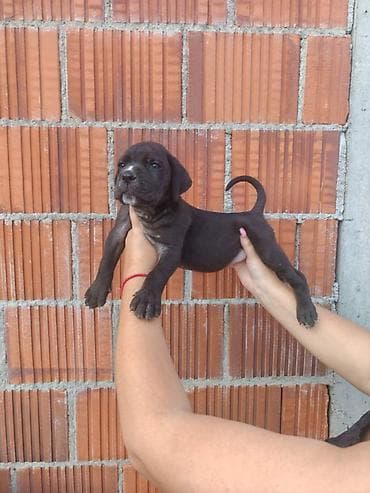 nemački špic cena: Cane Corso štenci šampionskog porekla! Tražite moćnog čuvara i odanog — 8