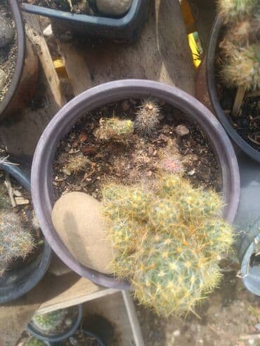 Chairs: Kaktusi više vrsta dogovor — 1