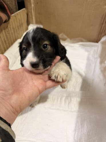 cetka za pomeranca: Štenci mešanci – više štenaca različitih boja i šara Opis: - Leglo — 7