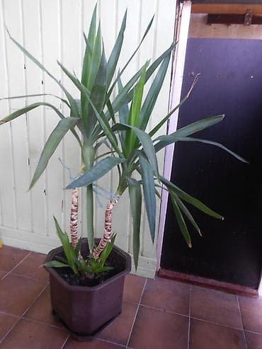 aloja vera biljka cena: Velika Dracena sa saksijom. Šaljemo Beksom — 2