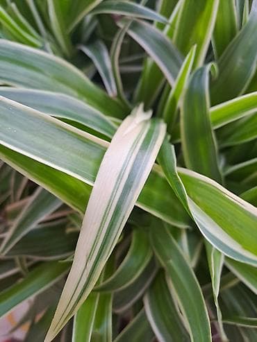 papagaj biljka: Chlorophytum u saksijama, velike biljke, stalna bujnost — 5