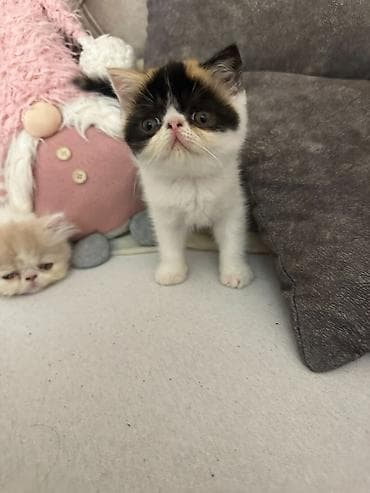 psići na poklon: Na prodaju mačići persijske egzotične (Exotic Shorthair) rase. Vrlo — 3