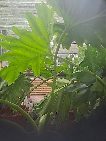 forma ideale spavace sobe akcije: Yucca, Drvo Života, 140 centimetara visina, dva stabla iz saksije sa — 5
