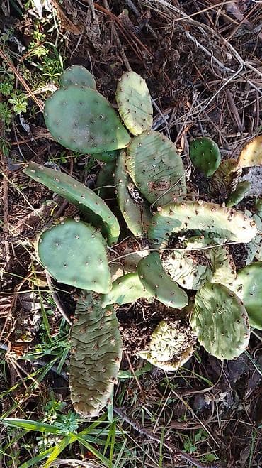 kaktus cena: Kaktusi — 2