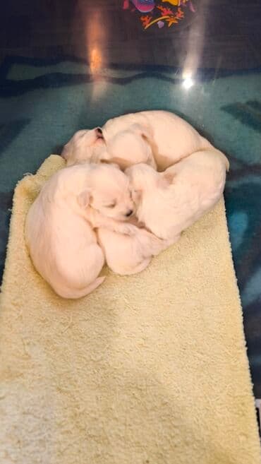 engleski buldog crni: Mali beli štenci – verovatno rase maltezer ili sličnog tipa — 5