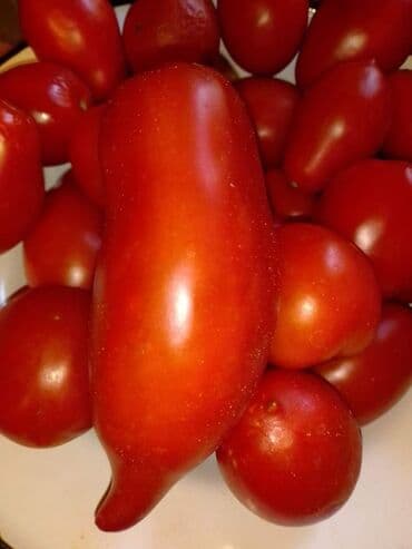 Sve za vikendicu i baštu: Seme paradajza! Crveni jabučar Žuti jabučar Narandžasti jabučar — 14