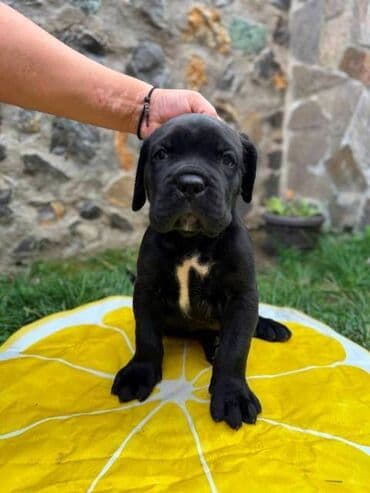 kucni psi: Cane Corso štenci Na prodaju štenci Kane Korso sa papirima, oštenjeni — 2