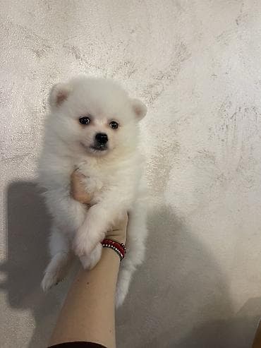 pudla oglasi: Pomeranac štene – bela boja - Presladak, pahuljast pomeranac sa — 7