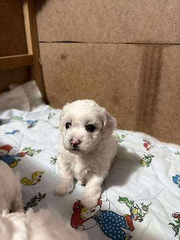 ovcar psi: Bišoni – pahuljasti, kovrdžavi psi sa crnim okicama. Mekana — 3