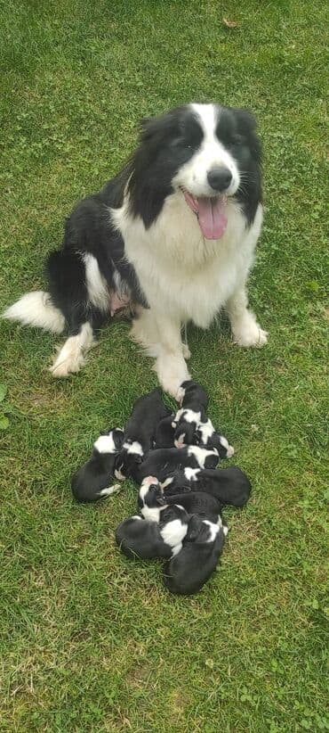 Domaće životinje: Border koli (collie ) štenad. Aspri eklesija kennel (odgajivačnica) — 4