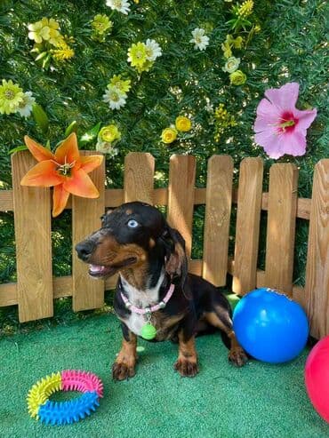 labrador psi: Odgajivacnica pasa "Happy Puppies" iz Novog Sada ima u ponudi stence — 8
