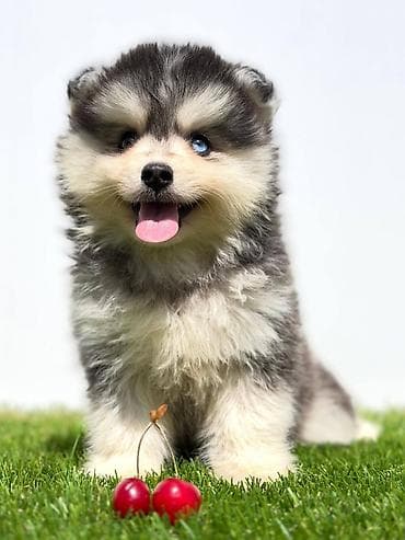 stenci na prodaju novi sad: Pomsky-pomski (pomeranac + haski) Pomsky mužjaci i ženke, u pitanju je — 4