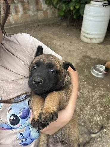 Pets & Animals: Čistokrvni štenci malinoa rodjeni 02.05.2026. Godine Od rasnih — 2