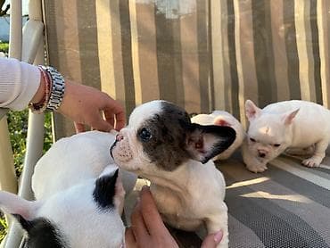 mali psi za stan cena: 🔥 TOP FRANCUSKI BULDOG ŠTENCI 🔥 Na prodaju vrhunski štenci francuskog — 10