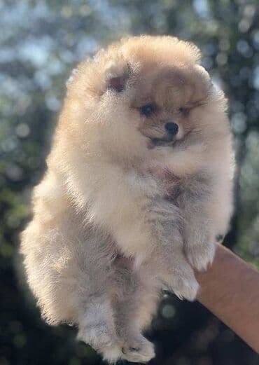 mini pomeranac prodaja: Pomeranac / Pomeranian / Boo štenci Ako ste odgovorna osoba i imate — 4