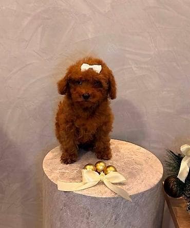 Cats: Toy pudla, žensko štene Odgajivačnica "Team AS Trajkovic" u ponudi ima — 7